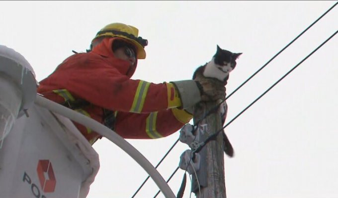 Высоко сижу - далеко гляжу: кот сидящий на вершине электрического столба (3 фото + 1 видео)