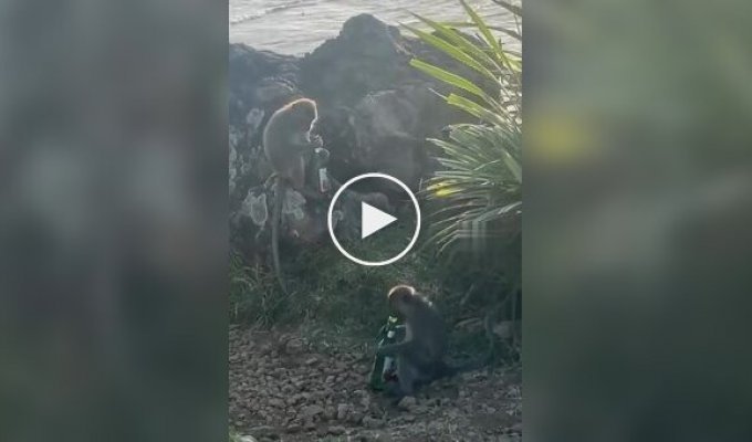 While tourists were relaxing, monkeys were finishing their beer.
