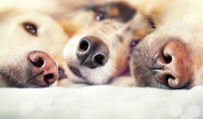 10 «бородатых» мифов о вашей собаке, в которые давно пора перестать верить! (10 фото)