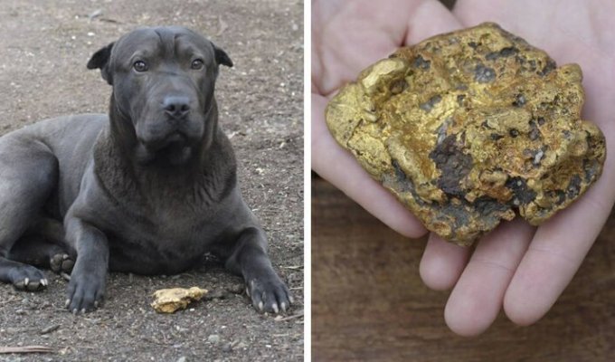 Девочка пнула уличный камень и нашла золотой самородок (3 фото)