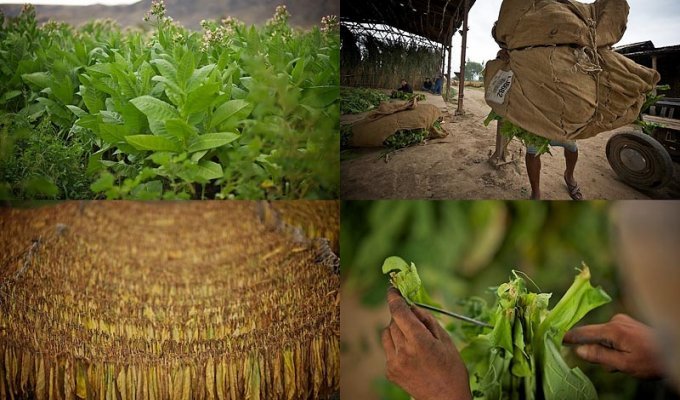 Как выращивают табак (23 фото)