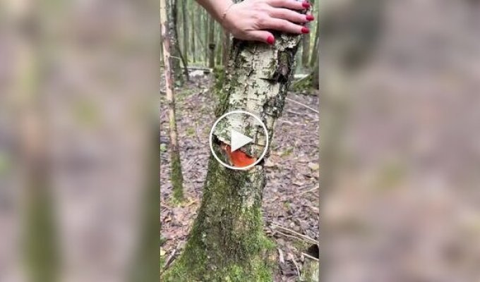 Mushroom pickers found treasure inside a tree