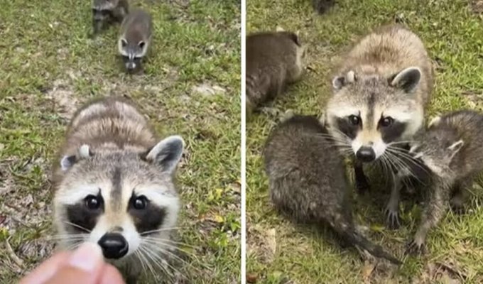 The woman fed the raccoon. Now every year the animal brings its cubs to her (3 photos + 1 video)