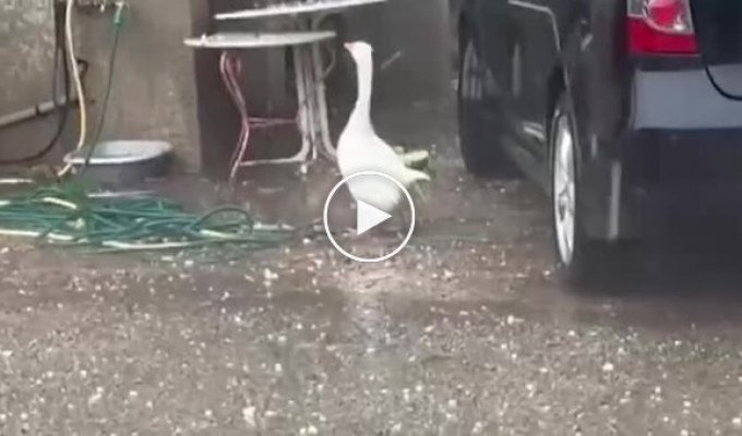 Удивленный гусь залип на град и получил по клюву