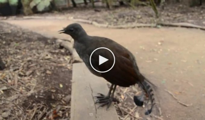 Уникальная птица издает интересные звуки
