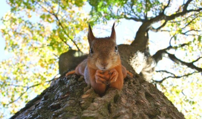 Common squirrel: facts about the rodent that you might not know (10 photos)