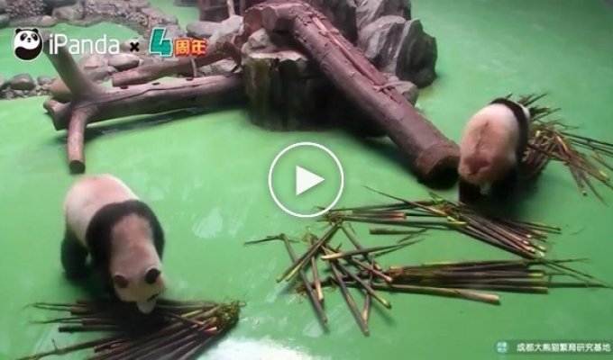 Как панды страдают от своей неуклюжести