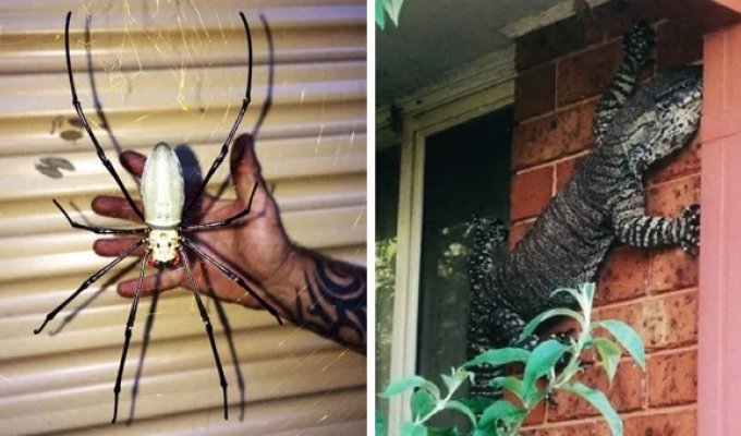 20 proofs that Australia is not a country for the faint of heart (20 photos)