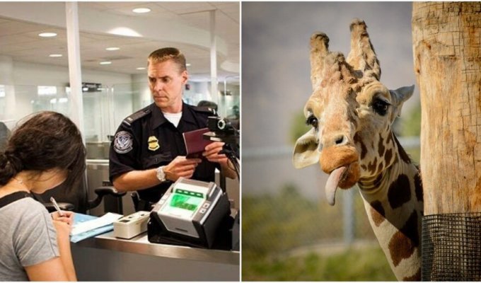 Митники не дали американці провезти какашки жирафа (3 фото)