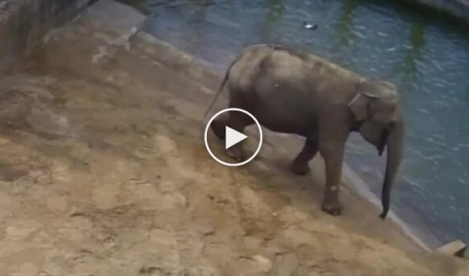 Elephant Stops Bird Conflict at Zoo