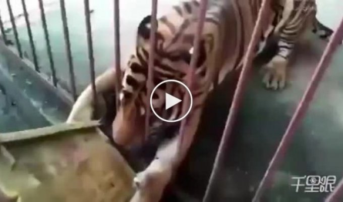 The guy standing next to the cage almost became dinner for the tiger
