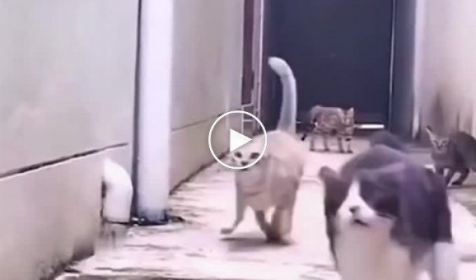 Kung fu cats