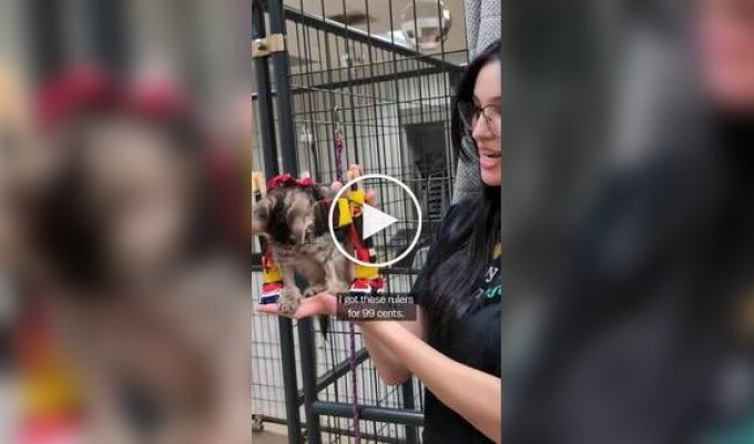A shelter built a wheelchair out of toy cars for a kitten with a spinal injury
