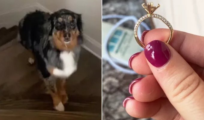 A dog ate a diamond from its owner's engagement ring right before the wedding (3 photos + 2 videos)