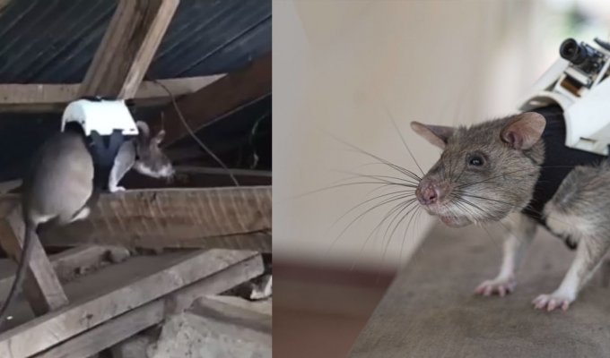 Rescue rats are trained in the US to look for people (3 photos + 1 video)