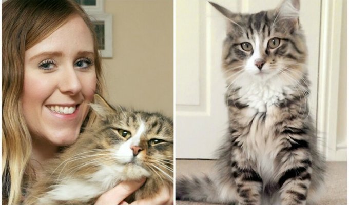 Хозяева 14 месяцев искали пропавшего кота, и нашли на фабрике зоокорма - толстым и счастливым (6 фото)