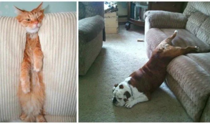 25 Pets That Have No Idea How Furniture Works (21 photos)