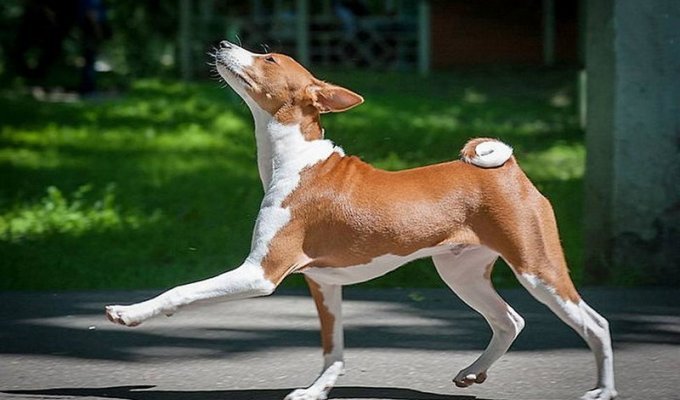 Басенджи - немая собака (9 фото)