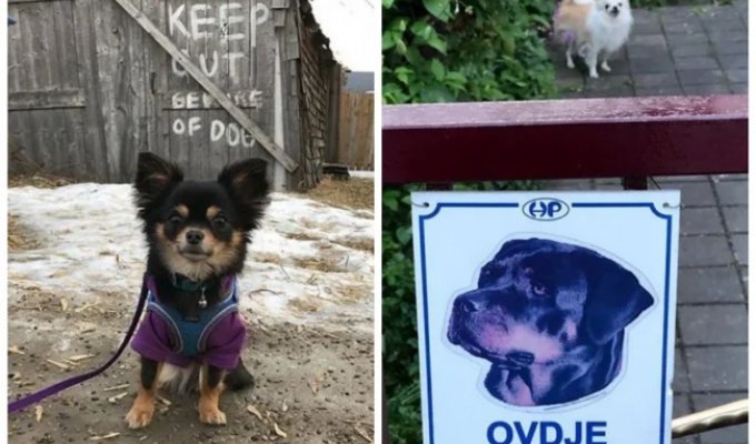 22 Pieces of Kindness and Sweetness Hidden Behind "Vicious Dog" Signs (23 photos)