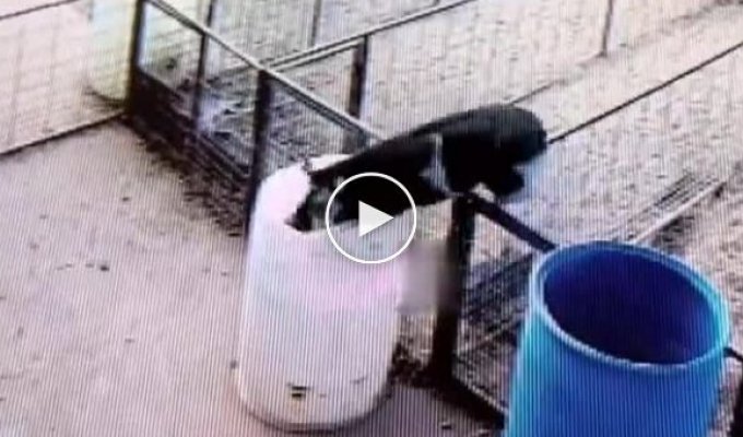 The pig almost drowned in a barrel while escaping