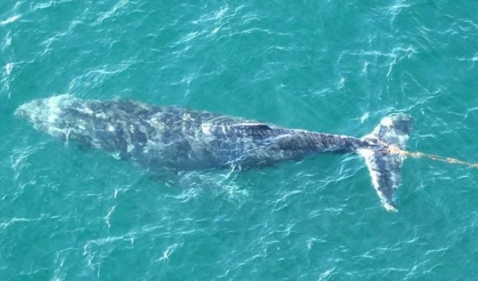 Rescuers helped a humpback whale entangled in fishing gear (3 photos + 1 video)