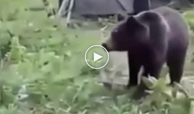 Жительница Сахалина прогнала медведя