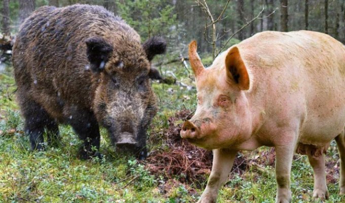 Свинья: это вам не кабан! История и отличия от дикого зверя (10 фото)
