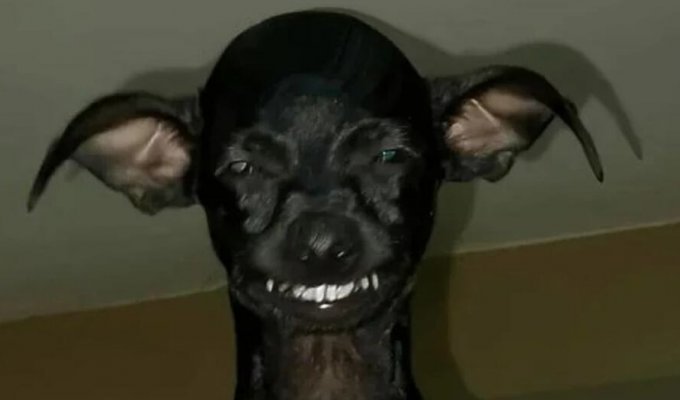 An ominous photo of a Chihuahua turned into a creepy and funny Photoshop battle (11 photos)