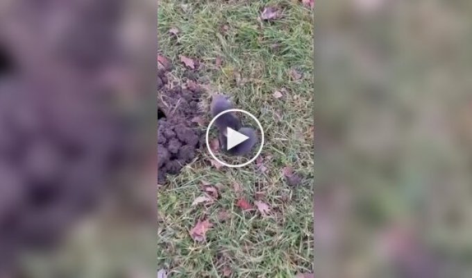 Драка двух кротов