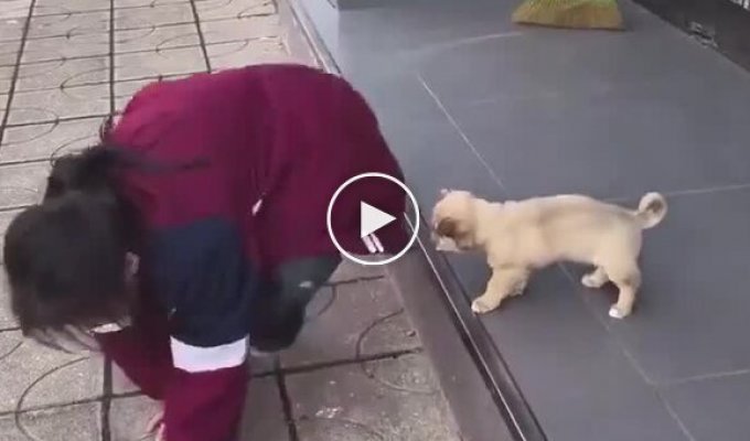 Девочка учит щенка преодолеть страх высоты