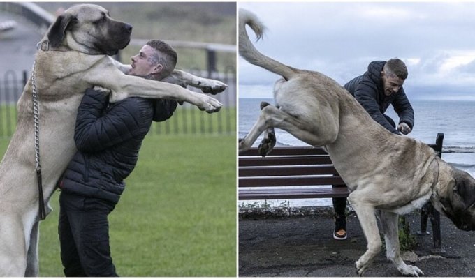 Britain's tallest dog eats a whole chicken every day (10 photos + 1 video)