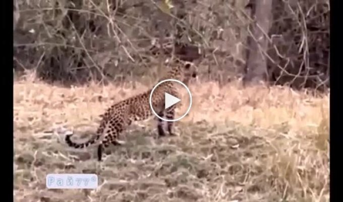 Leopard and bear collided face to face in an Indian nature reserve: video
