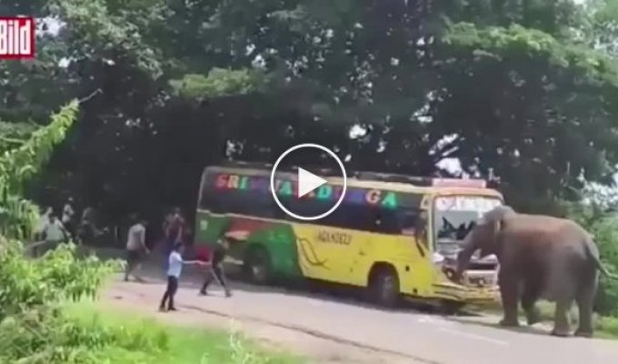 Слон напал на автобус в Индии
