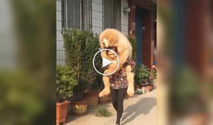 «Мам, я устал»: огромный пес буквально сел на шею хозяйки