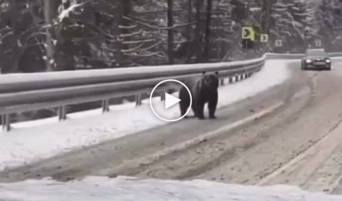 На Закарпатье медведи и косули вышли прямо на автодорогу