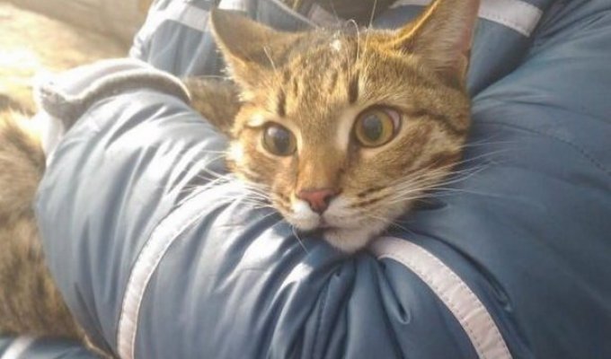 В Астрахани всем миром спасли кота, просидевшего неделю на дереве (3 фото)