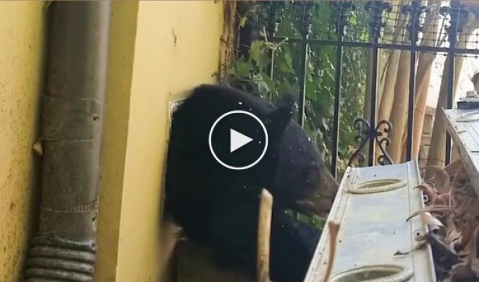 A black bear crawled out of the ventilation of a house in North Carolina.