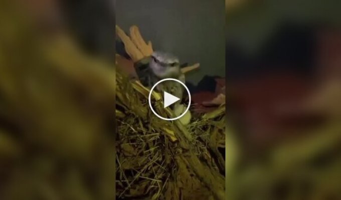 Как выглядит птенец лягушкорота