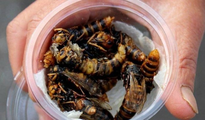 Жареные осы — деликатес японской кухни (6 фото)