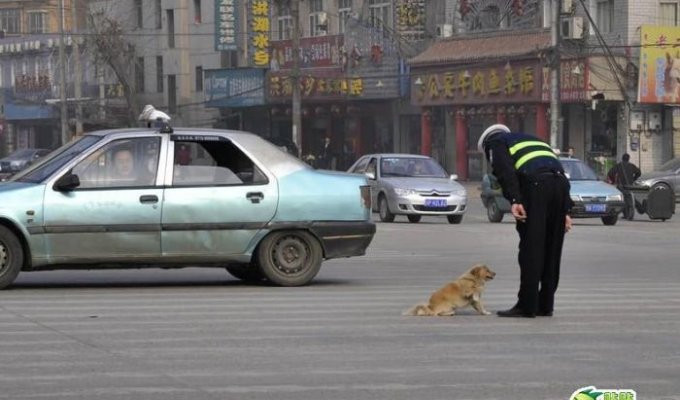 Полицейский и собака (6 фото)