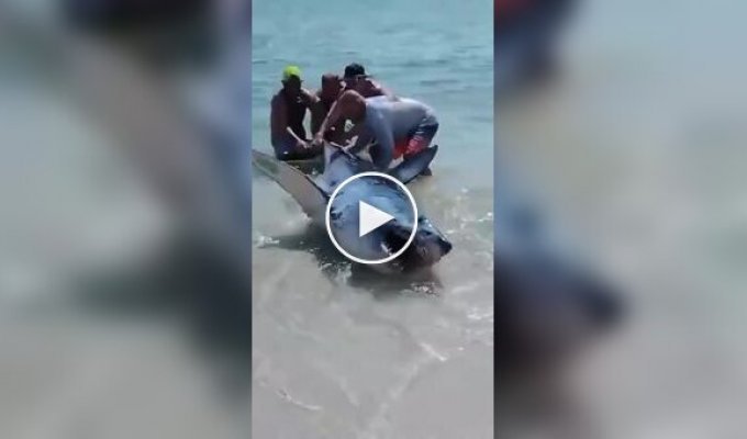 Vacationers try to save a shark that got stuck on the shallow shore of the beach