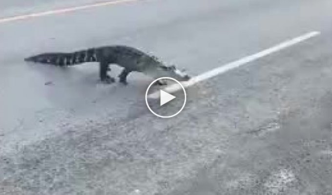 В Монреале горожане увидели крокодила прямо на улице