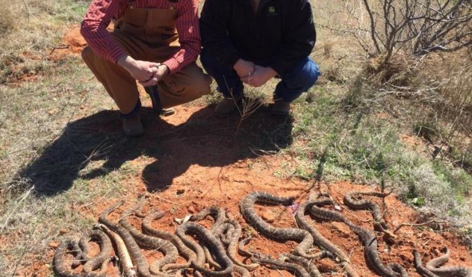 Техасские охотники нашли под хибарой 26 гремучих змей (4 фото)