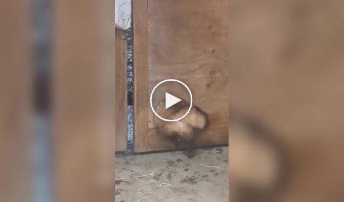 Упитанный пушистый воришка