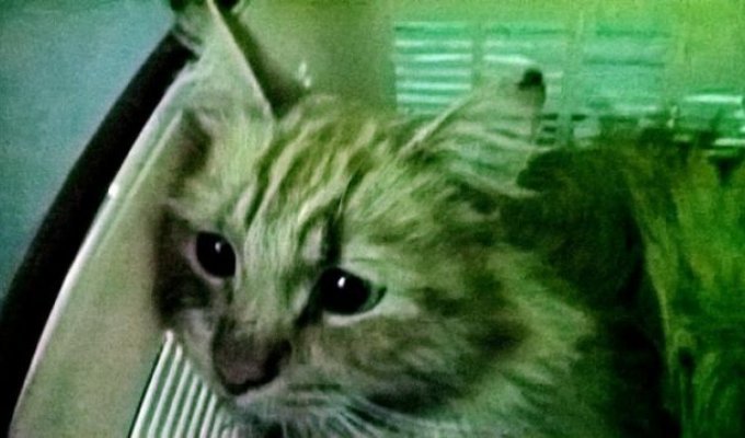 How Serpukhov students saved a cat (4 photos)