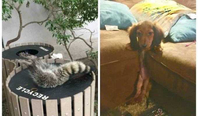 Instant Regret: 22 Animals Who Got Stuck in the Most Ridiculous Places (23 photos)