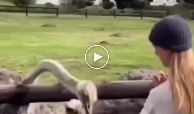 The ostrich thief grabbed the ring