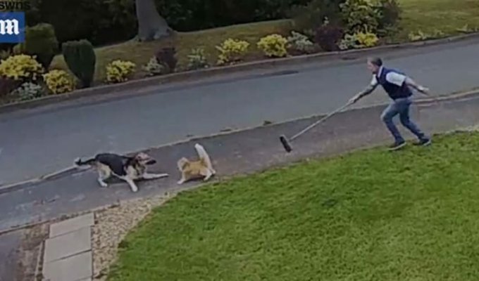 Бесстрашный кот показал, кто хозяин на улице, когда прогнал со двора немецкую овчарку (2 фото + 1 видео)