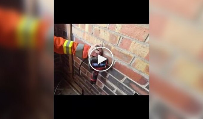 В Великобритании спасли лисят, застрявших в конструкции дома