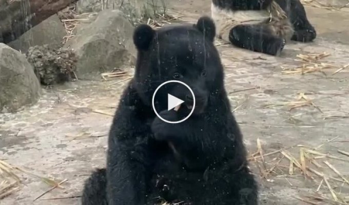 An all-black giant panda turned one year old
